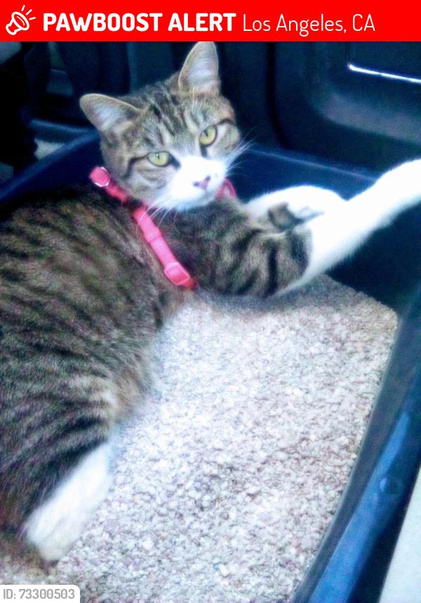 Lost Female Cat last seen By the heritage square train station, Los Angeles, CA 90065