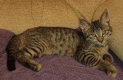 Found/Stray Female Cat last seen Hwy 100, Tallapoosa, GA 30176