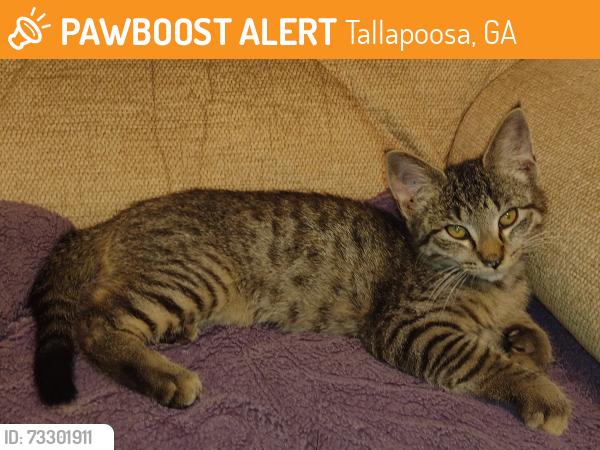 Found/Stray Female Cat last seen Hwy 100, Tallapoosa, GA 30176