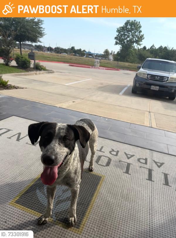 Found/Stray Male Dog last seen Near FM 1960 Bypass Rd W, Humble, TX, Humble, TX 77338