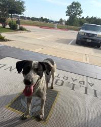 Found/Stray Male Dog last seen Near FM 1960 Bypass Rd W, Humble, TX, Humble, TX 77338