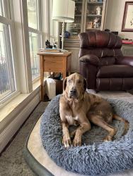 Reunited Female Dog last seen Lirocchi/Oneal/Wedgewood/South Harrells Ferry Area, Baton Rouge, LA 70816