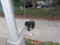Found/Stray Unknown Dog last seen Columbus Av & West St, New Haven, CT 06519