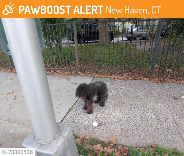 Found/Stray Unknown Dog last seen Columbus Av & West St, New Haven, CT 06519