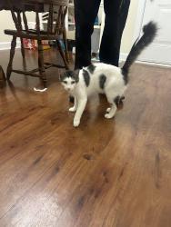 Found/Stray Male Cat last seen Ballentyne commons apmts In simpsonville, Simpsonville, SC 29681