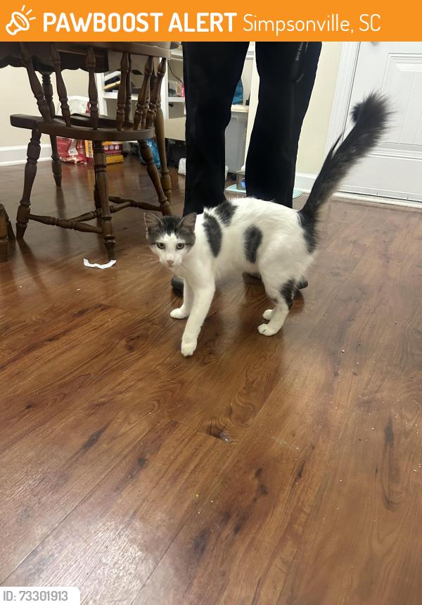 Found/Stray Male Cat last seen Ballentyne commons apmts In simpsonville, Simpsonville, SC 29681