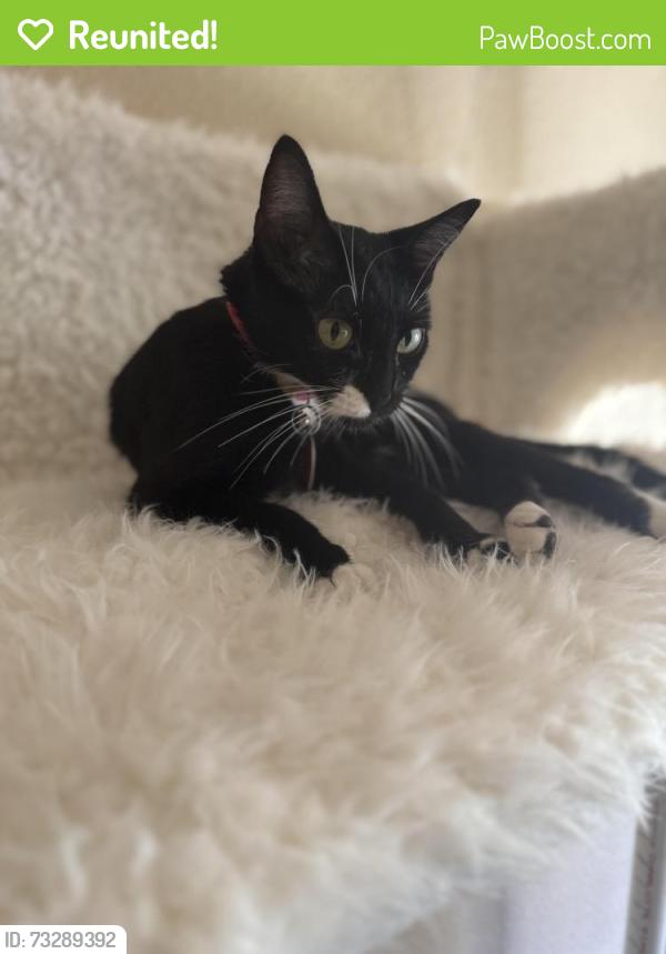 Reunited Female Cat last seen Audra and Bayfield, Denton, TX 76209
