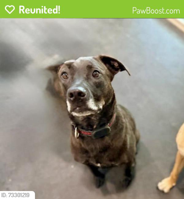 Reunited Female Dog last seen 211th and 80th, Langley Township, BC V2Y 2E9