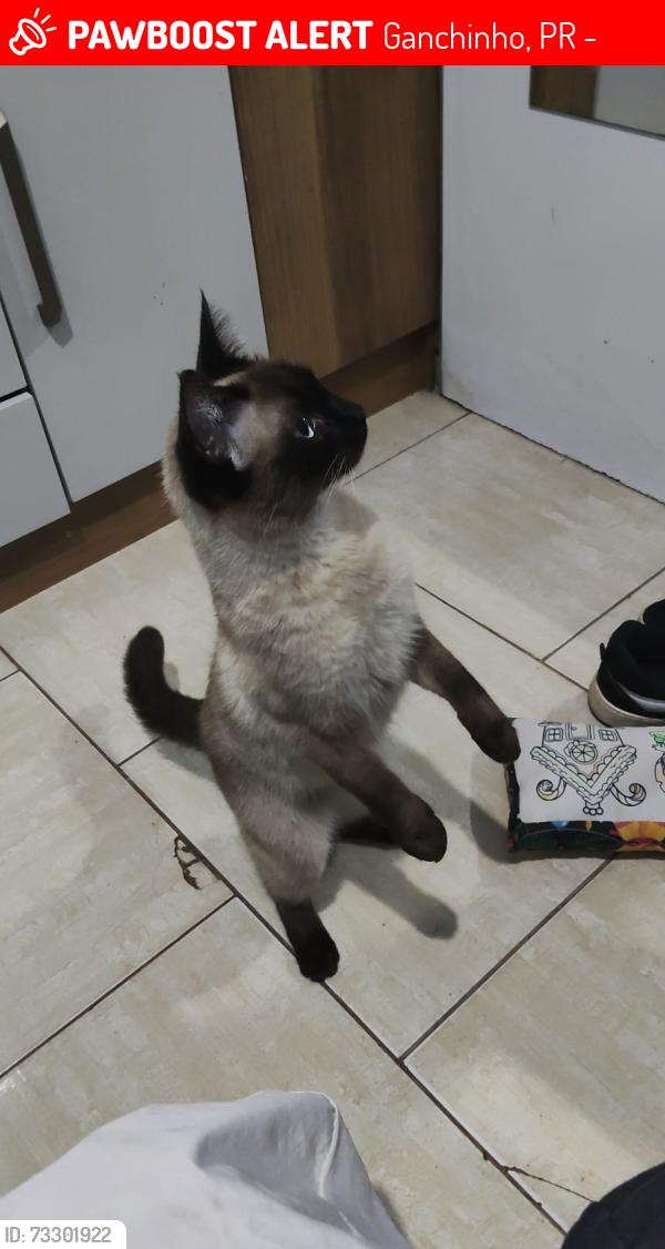 Lost Female Cat last seen Rua aristocleto Taborda Portela, Ganchinho, PR 81935-378