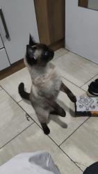 Lost Female Cat last seen Rua aristocleto Taborda Portela, Ganchinho, PR 81935-378