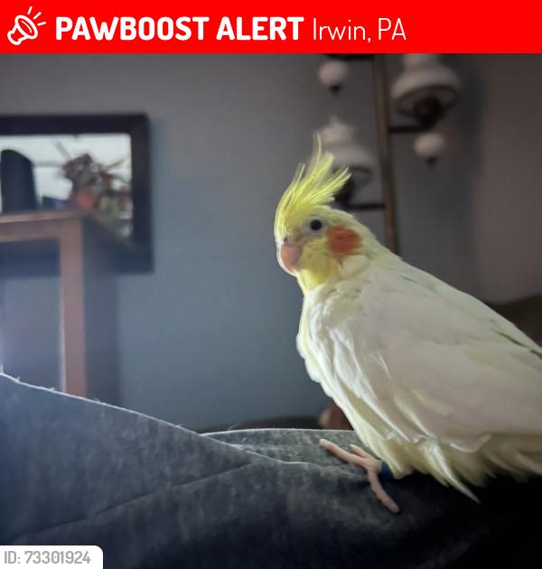 Lost Female Bird last seen Fairview dr claypike, Irwin, PA 15642