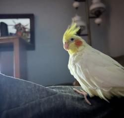 Lost Female Bird last seen Fairview dr claypike, Irwin, PA 15642