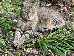 Lost Male Cat last seen Near Joaquin Dr., Danville, CA 94526, Danville, CA 94526