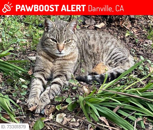 Lost Male Cat last seen Near Joaquin Dr., Danville, CA 94526, Danville, CA 94526