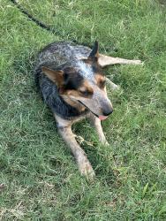 Reunited Male Dog last seen Near Marburg St, Dallas, TX 75215, USA, Dallas, TX 75215