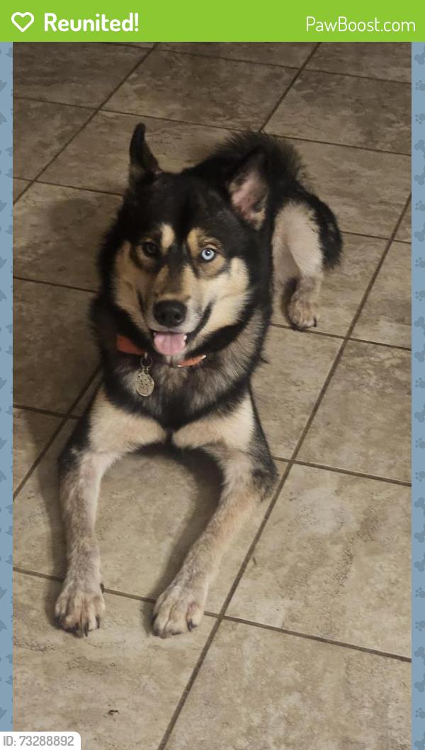 Reunited Male Dog last seen Davidson Road and Stateline road, Olive Branch, MS 38654