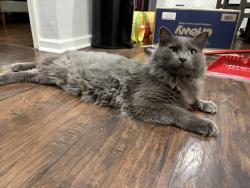 Reunited Male Cat last seen 75th and Lamar, Overland Park, KS 66204
