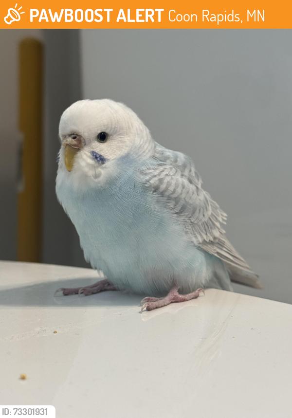 Found/Stray Female Bird last seen Coon Rapids Dam, Coon Rapids, MN 55433