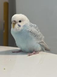 Found/Stray Female Bird last seen Coon Rapids Dam, Coon Rapids, MN 55433