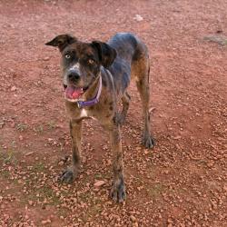 Shelter Stray Female Dog last seen , 328 Furman Hall Rd, Greenville, SC 29609, USA