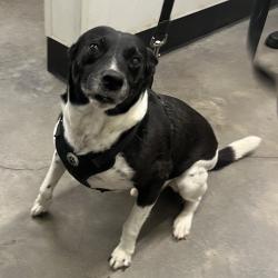Shelter Stray Male Dog last seen , 3607 N Armenia Ave, Tampa, FL 33607, USA
