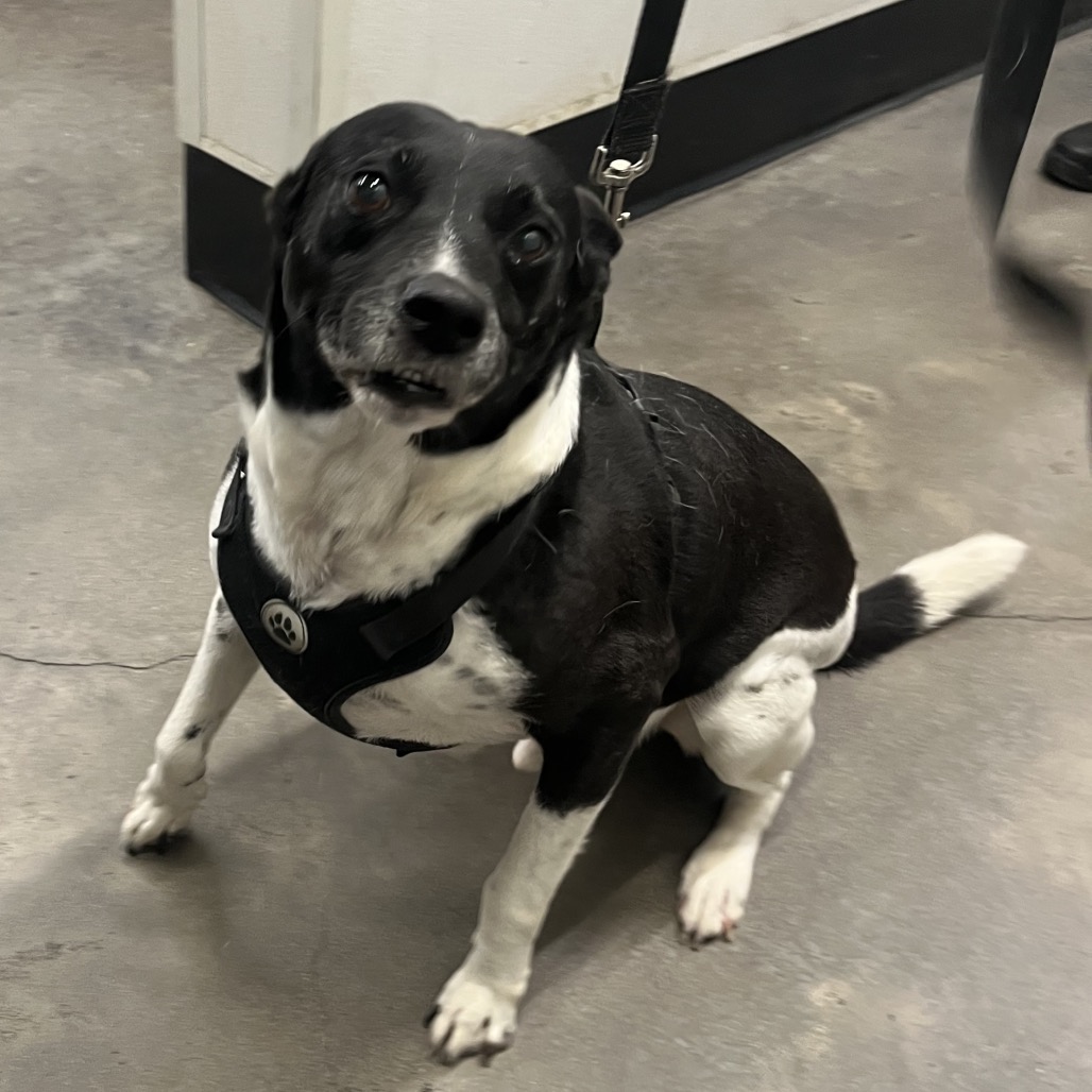 Shelter Stray Male Dog last seen , 3607 N Armenia Ave, Tampa, FL 33607, USA