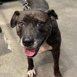 Shelter Stray Female Dog last seen , 3607 N Armenia Ave, Tampa, FL 33607, USA