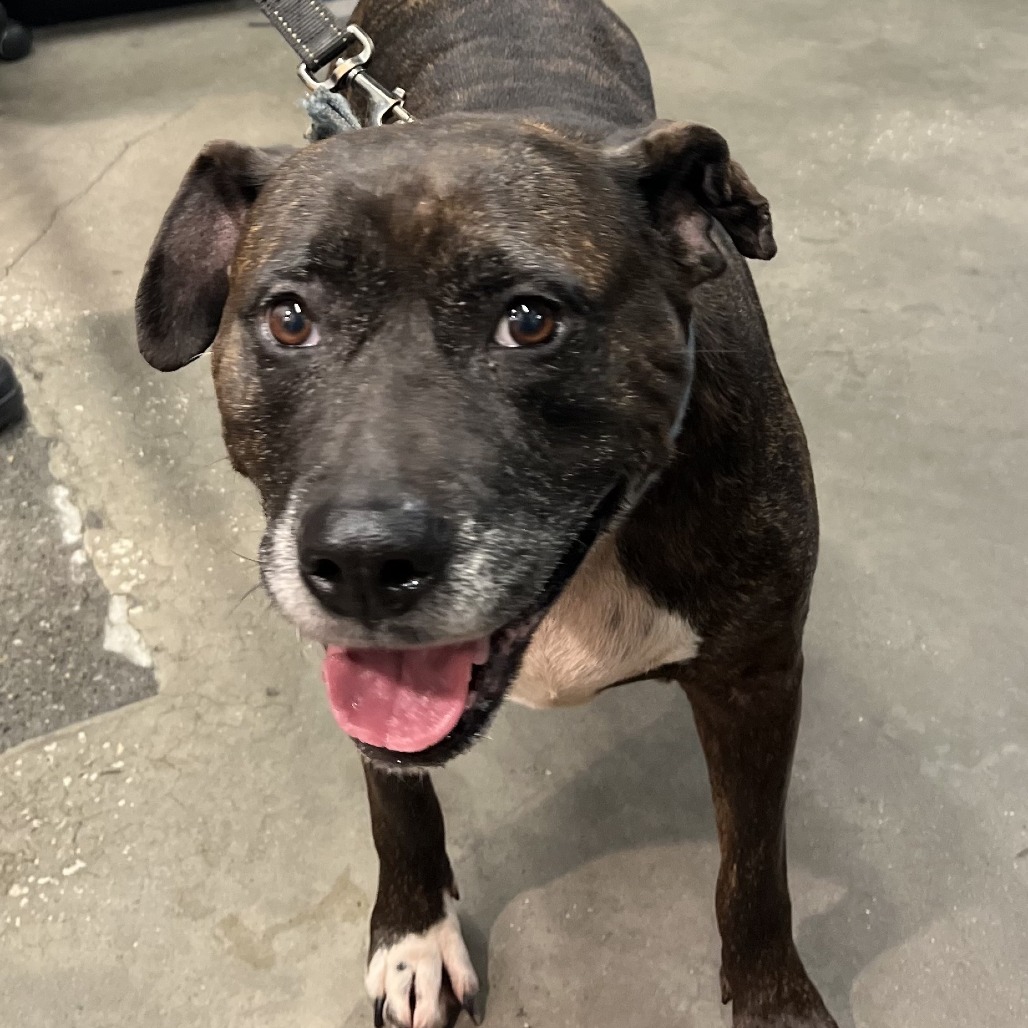 Shelter Stray Female Dog last seen , 3607 N Armenia Ave, Tampa, FL 33607, USA