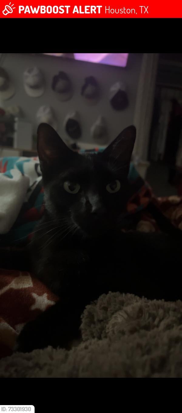 Lost Male Cat last seen trudeau dr, Houston, TX 77065