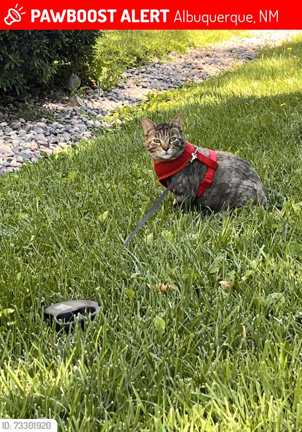 Lost Female Cat last seen Coors and Montaño, Albuquerque, NM 87120