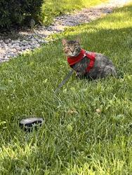 Lost Female Cat last seen Coors and Montaño, Albuquerque, NM 87120