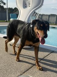 Reunited Female Dog last seen Canada Rd, Lakeland, TN 38002