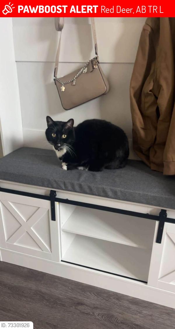 Lost Male Cat last seen Laredo area, Red Deer, AB T4R 3L9