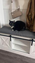 Lost Male Cat last seen Laredo area, Red Deer, AB T4R 3L9