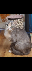 Reunited Female Cat last seen Church Road, Oreland, PA 19075