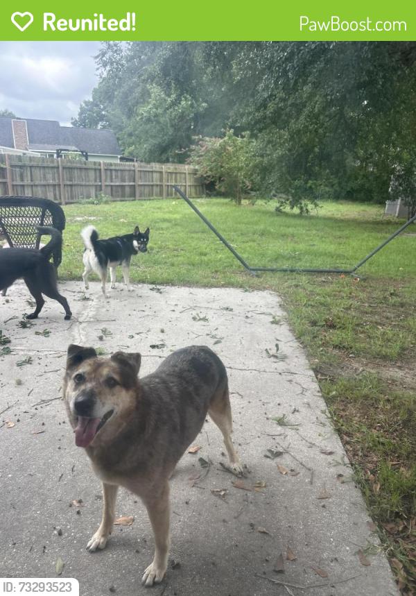 Reunited Male Dog last seen Ballentine St, Hope Mills, NC 28348