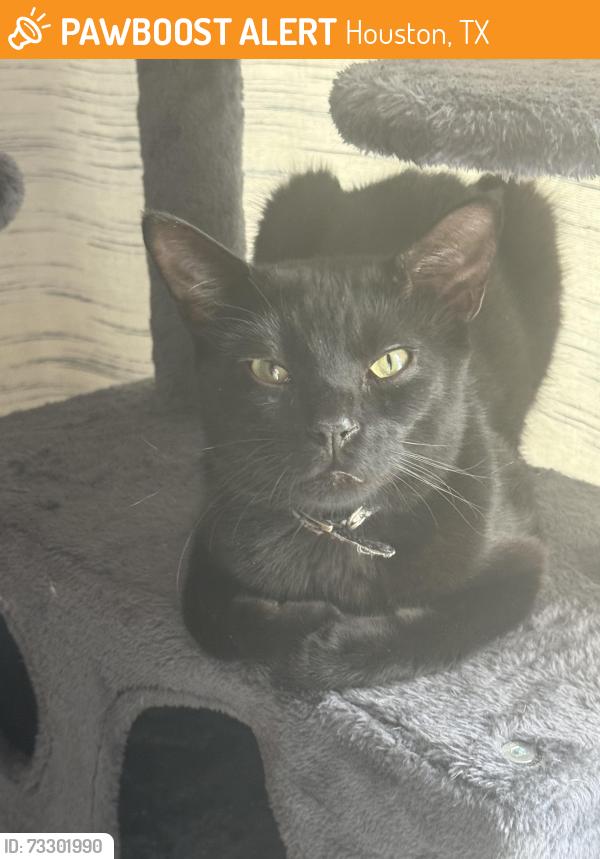 Found/Stray Male Cat last seen Harrisburg and Lockwoodd, Houston, TX 77011