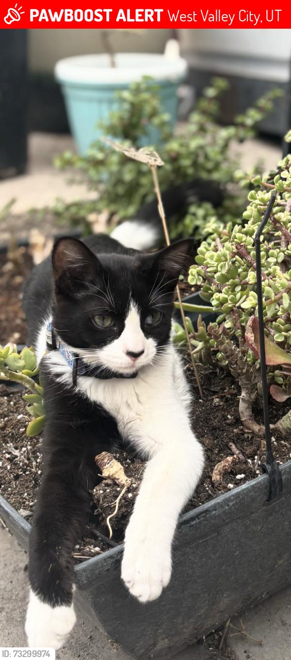 Lost Male Cat last seen Near w 3100 so, West Valley City, UT 84120