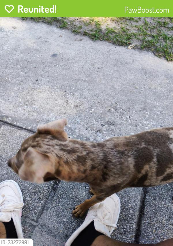 Reunited Male Dog last seen Jammes rd, Jacksonville, FL 32210