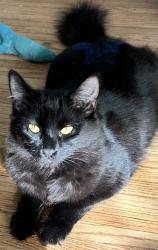 Reunited Female Cat last seen Tujunga & Oxnard, Los Angeles, CA 91606
