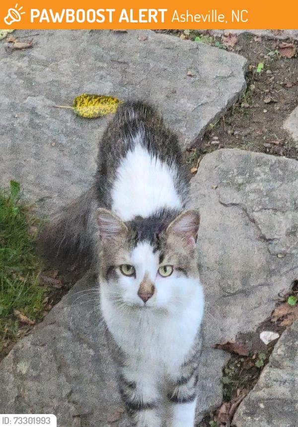 Found/Stray Unknown Cat last seen Arnold rd asheville, Asheville, NC 28805