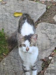 Found/Stray Unknown Cat last seen Arnold rd asheville, Asheville, NC 28805