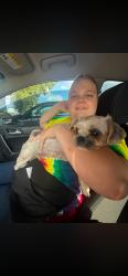 Reunited Female Dog last seen Maplewood Rd, Columbus, OH 43207, USA, Columbus, OH 43207