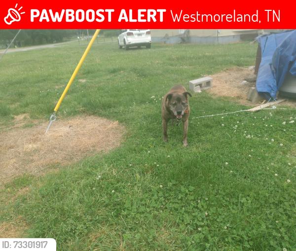 Lost Male Dog last seen Trailer 203 and Trailer 205, Westmoreland, TN 37186