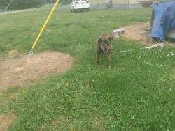Lost Male Dog last seen Trailer 203 and Trailer 205, Westmoreland, TN 37186