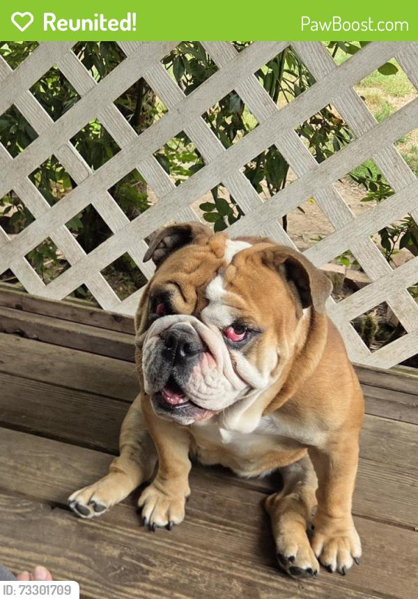 Reunited Female Dog last seen Shell gas station and Jayberry café, Renton, WA 98059