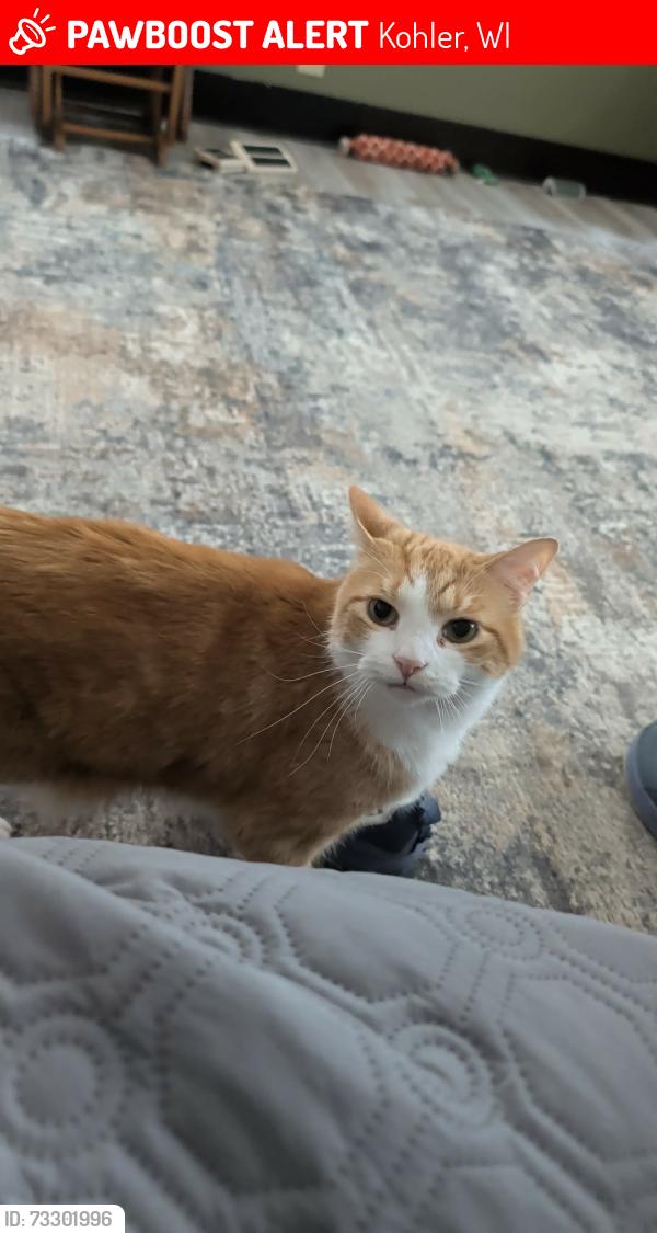 Lost Male Cat last seen Post office, Kohler, WI 53044