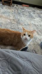 Lost Male Cat last seen Post office, Kohler, WI 53044