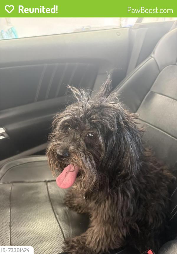 Reunited Female Dog last seen Big Sur mountain st, Las Vegas, NV 89178