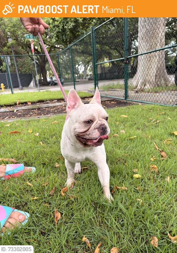 Found/Stray Male Dog last seen Near avenue southwest 10 street, Miami, FL 33135